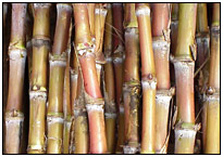 Sugar Cane